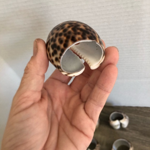 Set of Seven Cowrie Shell Napkin Rings - Picture 9 of 9